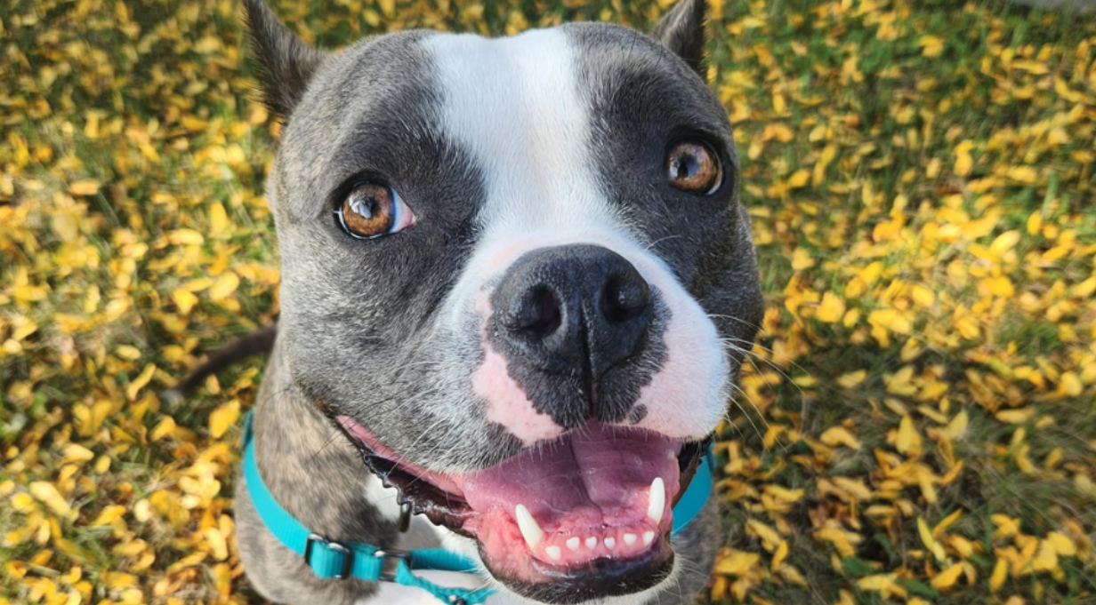 Central Bark Franchise dog smiling at the camera.